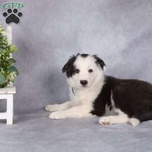Bailey, Border Collie Puppy